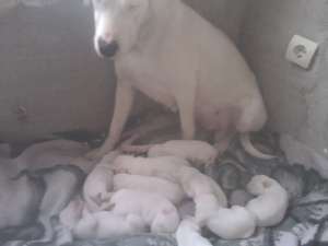 Vand catei dog argentinian