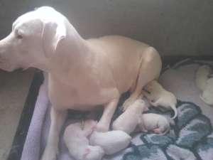Vand catei dog argentinian