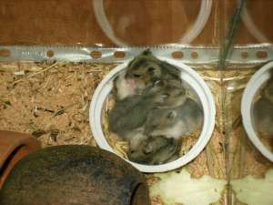 V�nd hamster pitic en gros