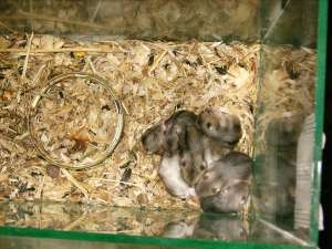 V�nd hamster pitic en gros