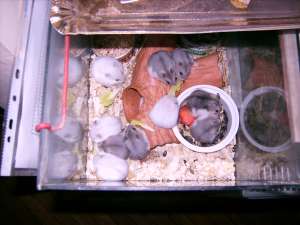V�nd hamster pitic en gros