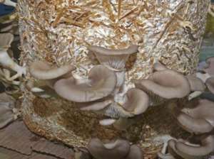 compost champignon pleurotus ganoderma