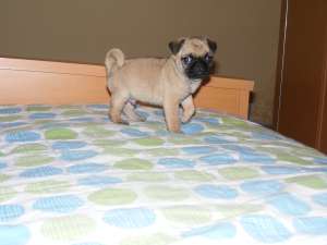 Puisor superb de mops pentru pretentiosi