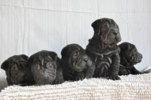 shar pei deosebiti