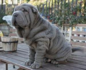 pui shar pei deosebiti