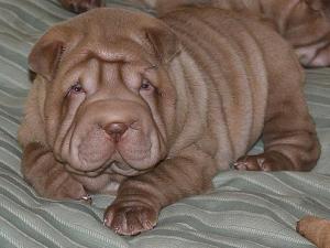 vand pui shar pei deosebiti