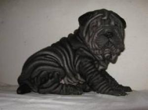 vand pui shar pei deosebiti