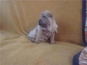 crescator vand pui shar pei