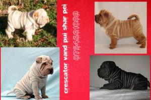 crescator vand pui shar pei deosebiti
