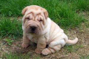 schimb shar pei
