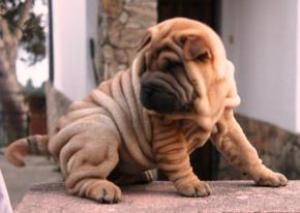 schimb shar pei