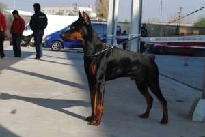 DOBERMAN DISPONIBIL PENTRU MONTA - IMPERECHERE CRAIOVA