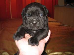 Cane Corso Sua