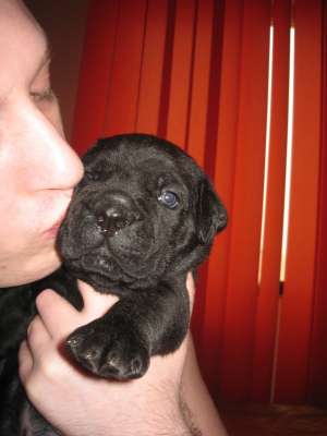 Cane Corso Sua