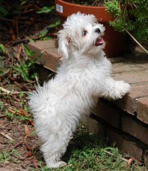 vand pui bichon frise si bolognese