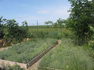 Vand lavanda si alte plante aromatice