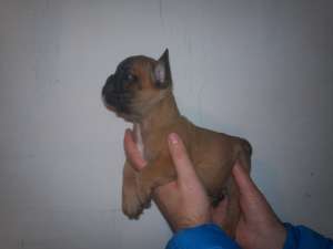 BULLDOG FRANCEZ - poze reale !!
