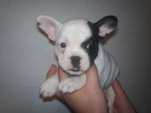 BULLDOG FRANCEZ - poze reale !!