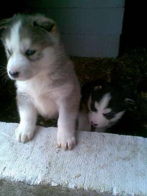 Vand catelusi husky siberian!