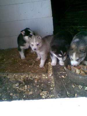 Vand catelusi husky siberian!