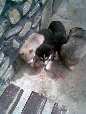 Vand catelusi husky siberian!