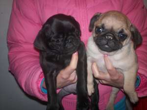 Mops - POZE REALE !!