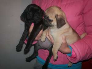 Mops - POZE REALE !!