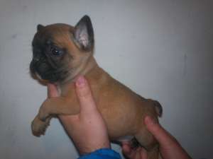 Bulldog Francez - POZE REALE !!