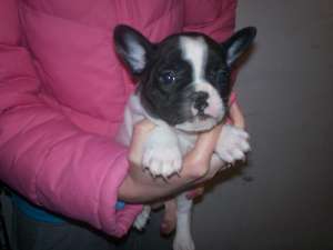 Bulldog Francez - POZE REALE !!