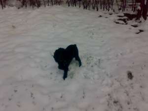 OFER SPRE ADOPTIE COCKER SPANIEL