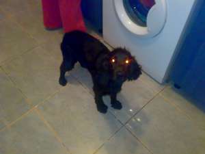 OFER SPRE ADOPTIE COCKER SPANIEL