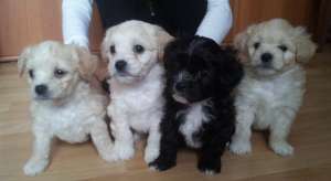 Vand Bichon Havanez 6 Saptamani