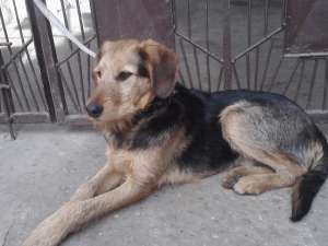 metis copoi