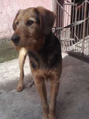 metis copoi