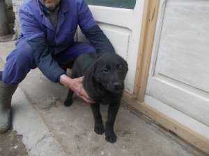 SCHIMB ;VINZARE