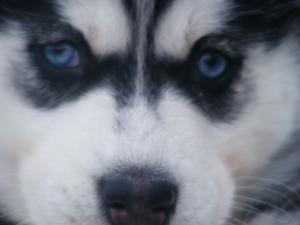 Vand pui husky siberian