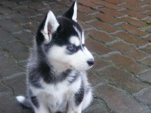 Vand pui husky siberian