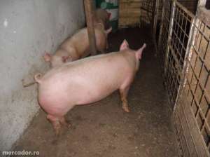 vand porci rasa de carne