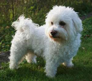 vand puiuti bichon toy maltez havanese pudel toy si caniche