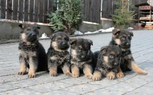 Vand pui ciobanesc german cu pedigree in Cluj