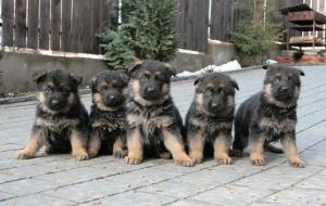 Vand pui ciobanesc german cu pedigree in Cluj