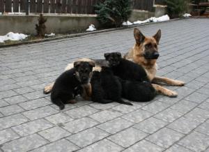 Vand pui ciobanesc german cu pedigree in Cluj