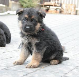 Vand pui ciobanesc german cu pedigree in Cluj