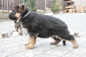 Vand pui ciobanesc german cu pedigree in Cluj