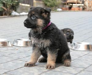 Vand pui ciobanesc german cu pedigree in Cluj