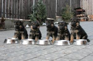 Vand pui ciobanesc german cu pedigree in Cluj