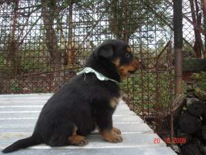 Vand pui Rottweiler