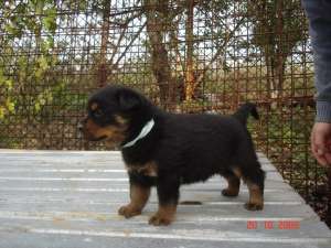 Vand pui Rottweiler