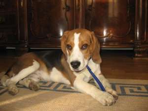 Cautam catelusa Beagle pentru monta
