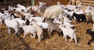 Vand carne ied ! miel,   capra,   paste,   iezi